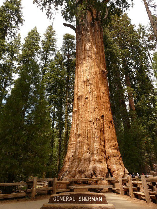 Cây cù tùng General Sherman ở công viên quốc gia Yosemite được xem là cây vĩ đại nhất thế giới – Ảnh: wp